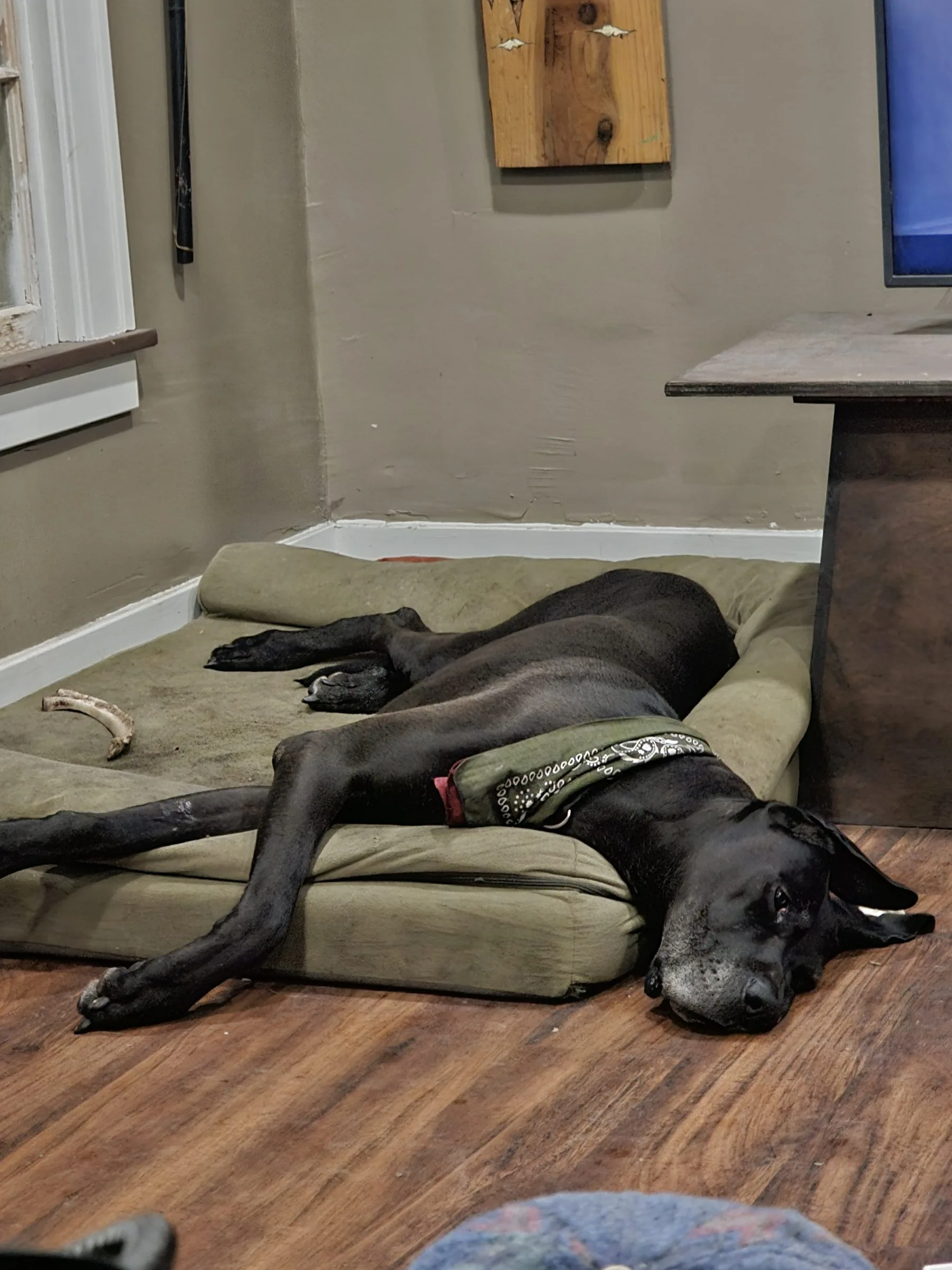 Levon, a black Great Dane with natural floppy ears, sprawled on a dog bed at home.