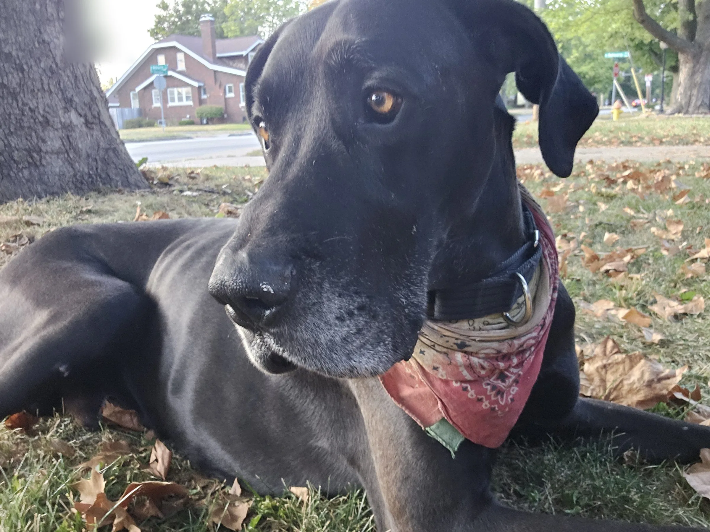 Close portrait of Levon, a black Great Dane with natural floppy ears, amber eyes, and a gray muzzle, lying in autumn leaves in a red bandana.
