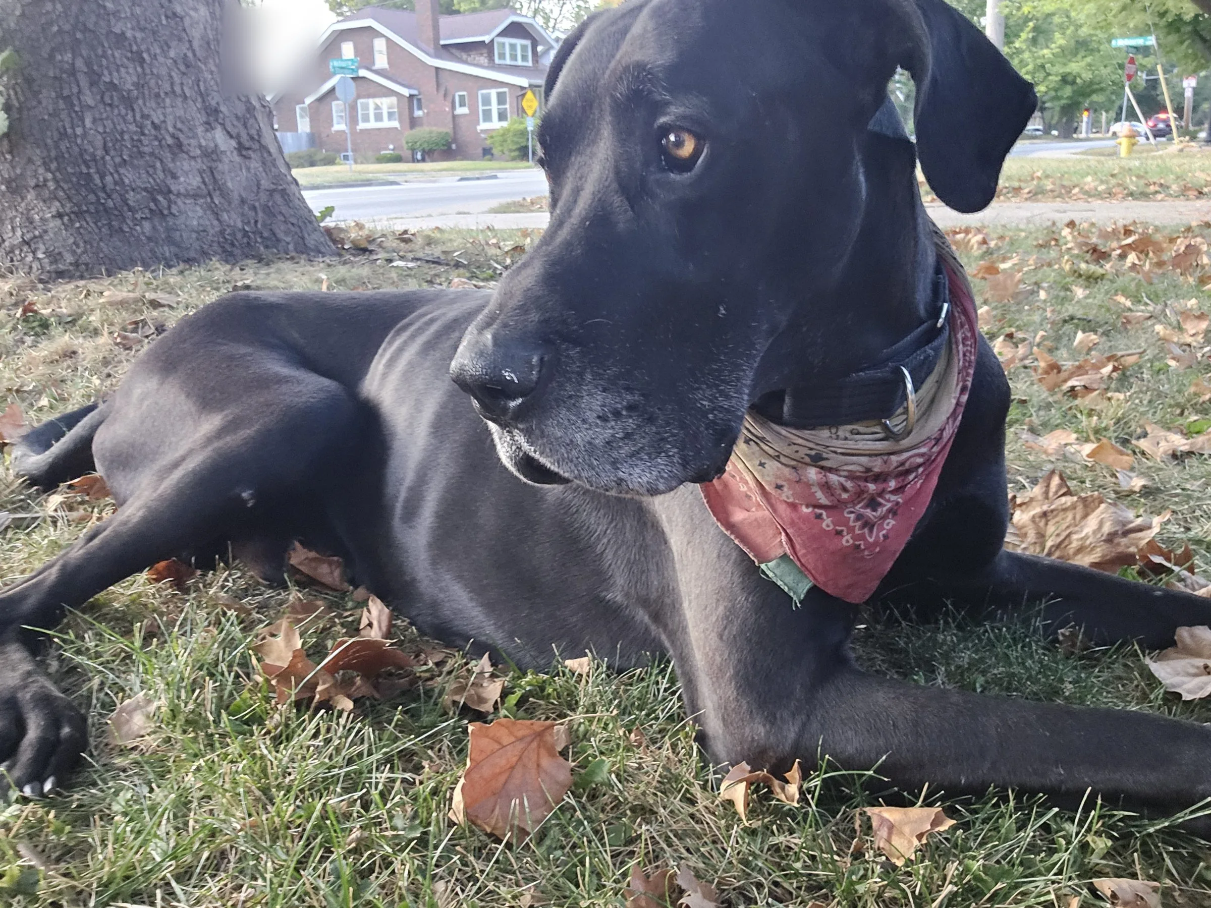 Levon, a black Great Dane with natural floppy ears, lying in autumn leaves and wearing a red bandana.