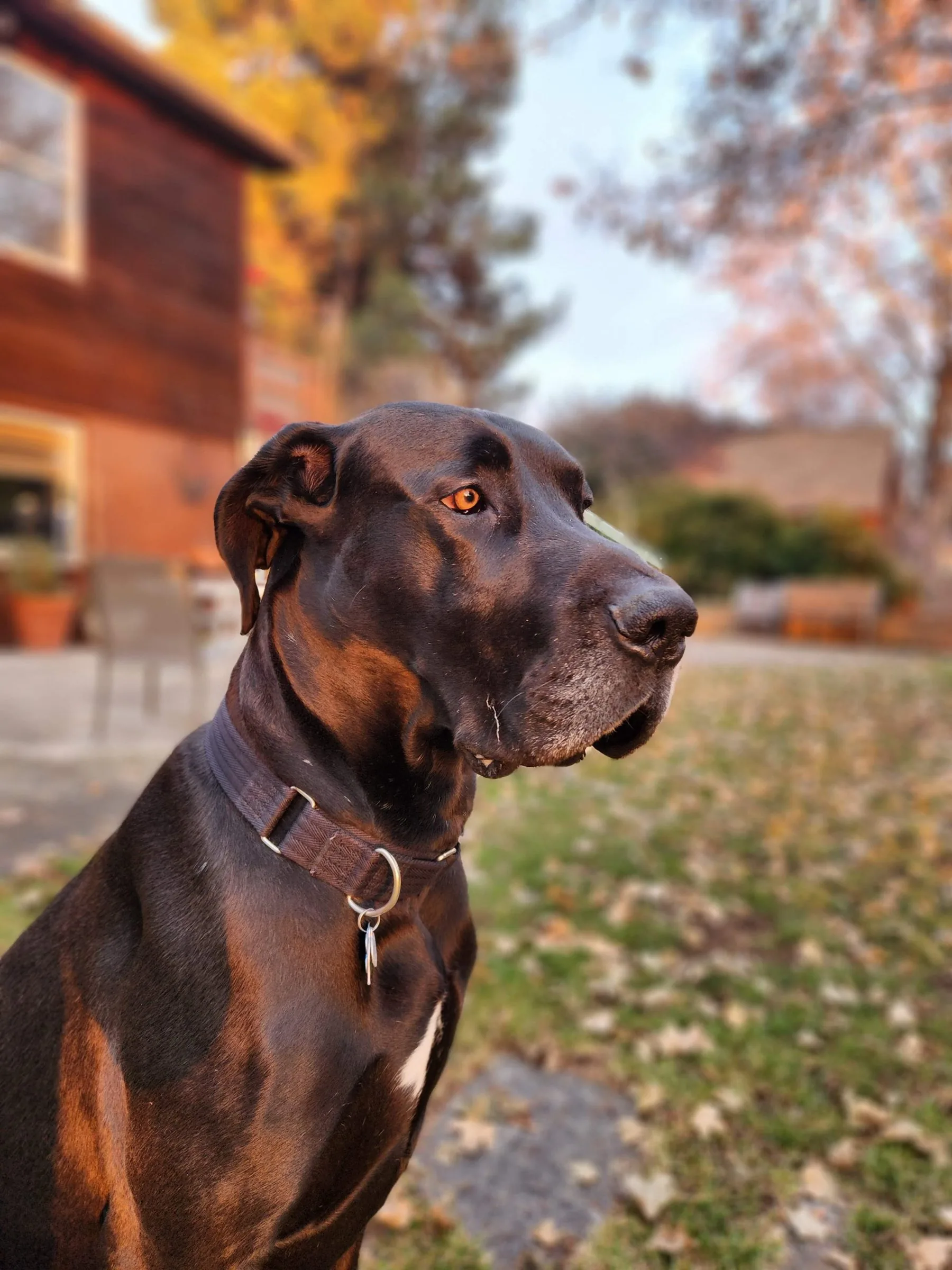 Levon in profile among fall leaves. He is a black Great Dane with natural floppy ears; warm evening light gives his coat a brown cast.