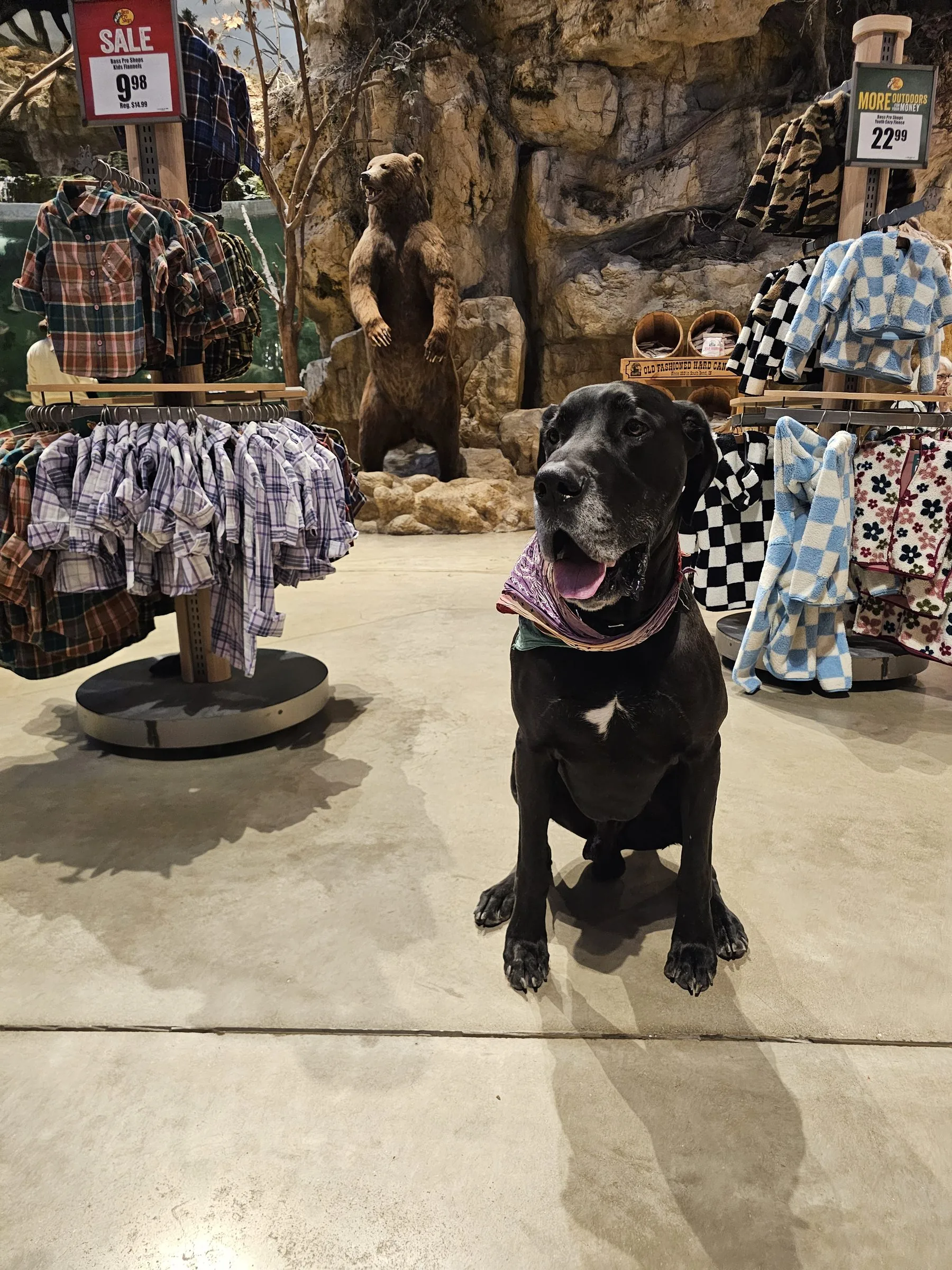 Levon, a black Great Dane with natural floppy ears, sitting in a pet store and looking toward the camera.