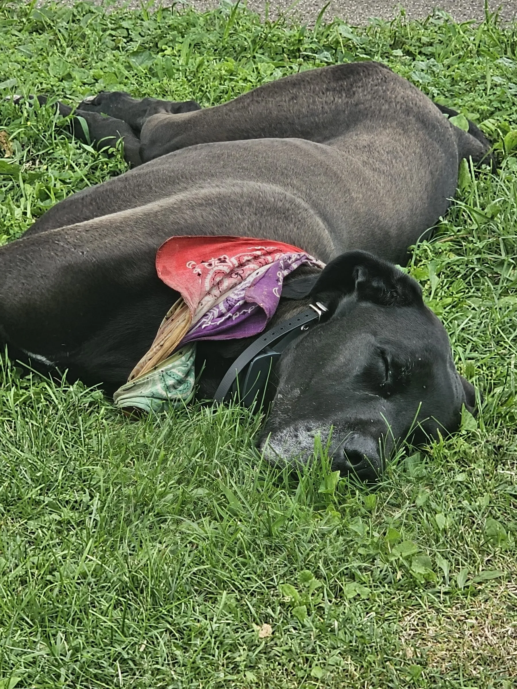 Levon, a black Great Dane with natural floppy ears, asleep on the grass in a bandana.