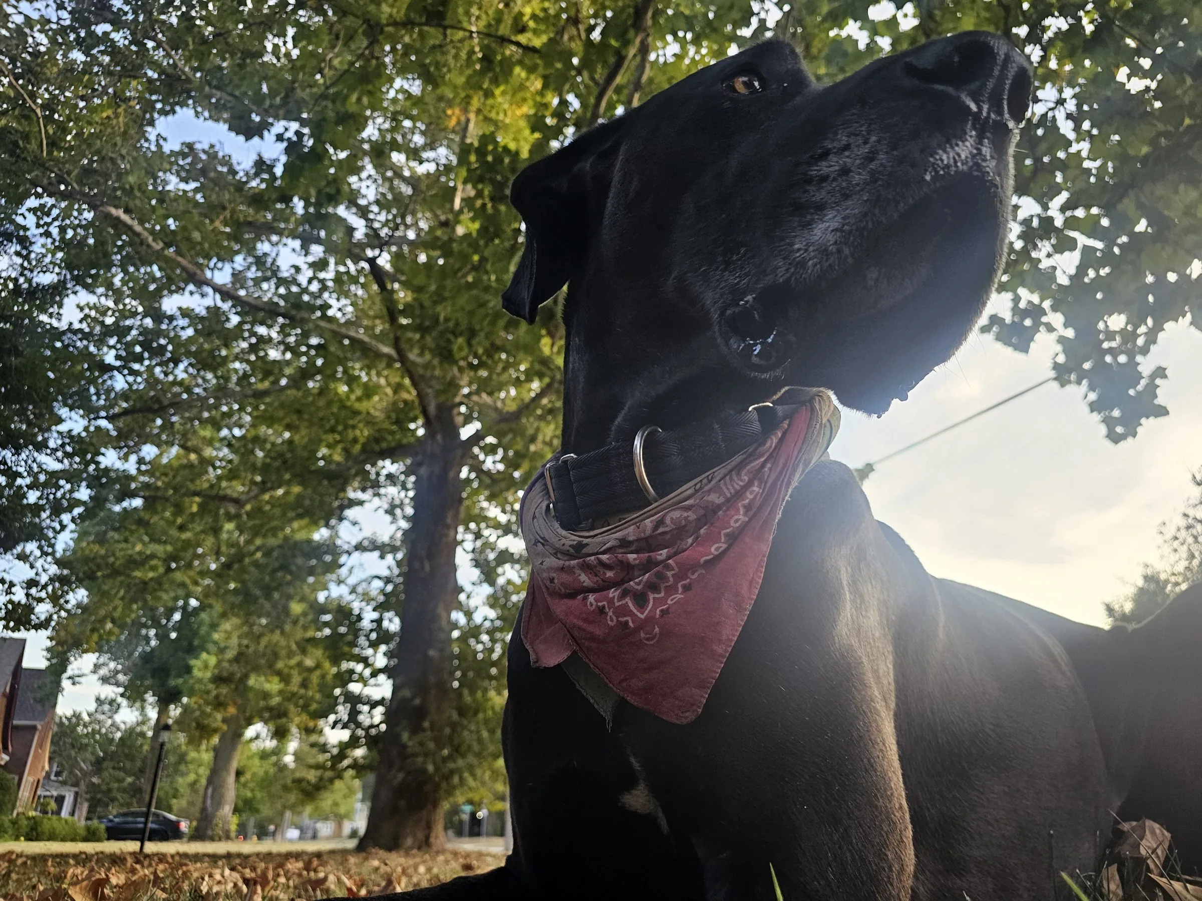Levon, a black Great Dane with natural floppy ears, photographed from below on the right with sun through the trees.
