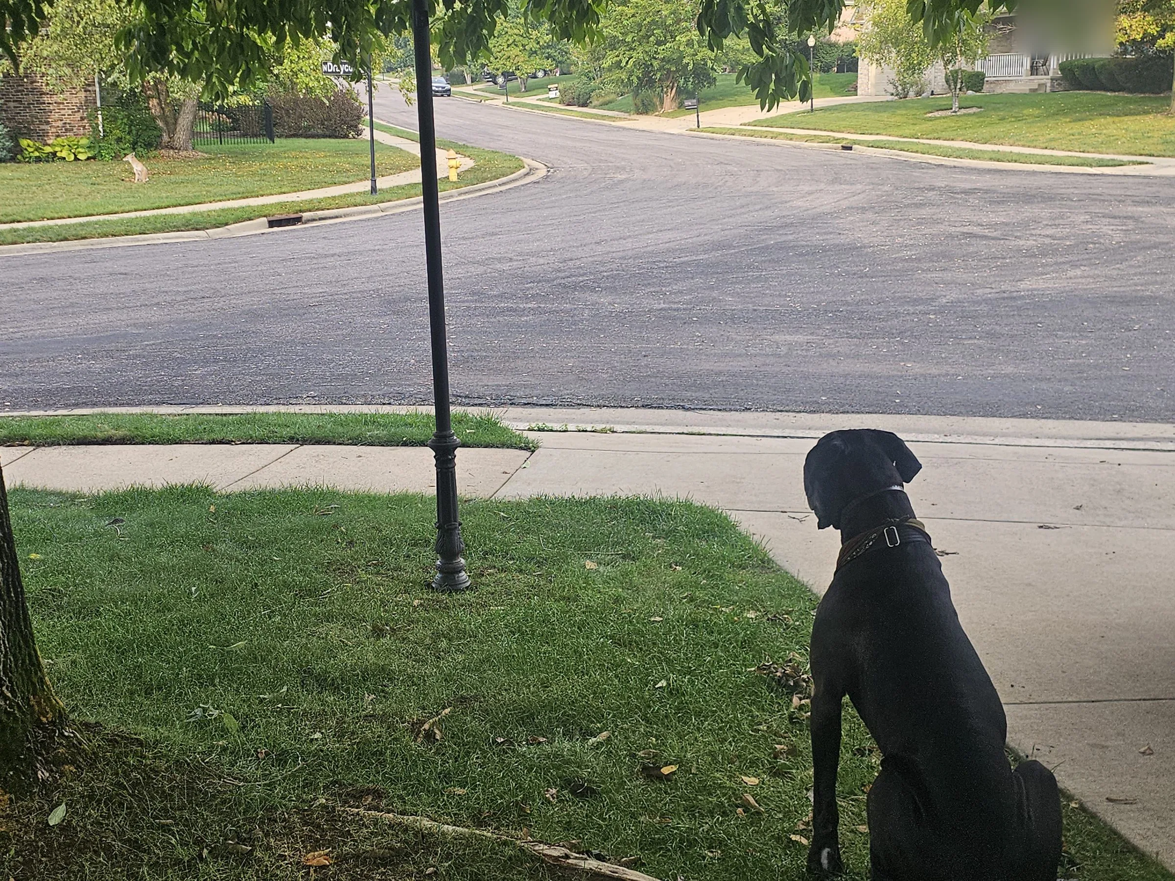 Levon, a black Great Dane with natural floppy ears, watching the street from the yard, seen from behind.